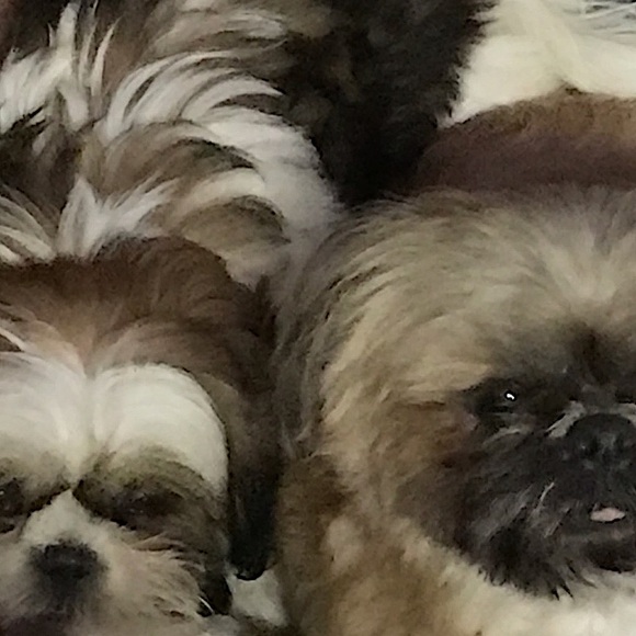 Meet your Posher, Denise - Picture 9 of 16